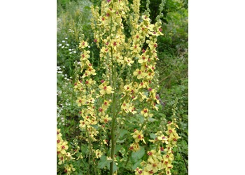 Österreichische Königskerze (Verbascum austriacum) - © Emanuel Trummer